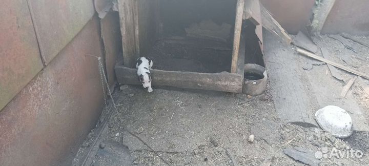 Маленькая собака