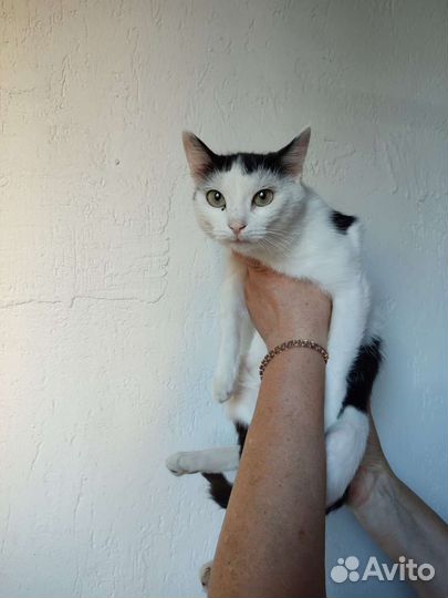 Кошка в дар бесплатно