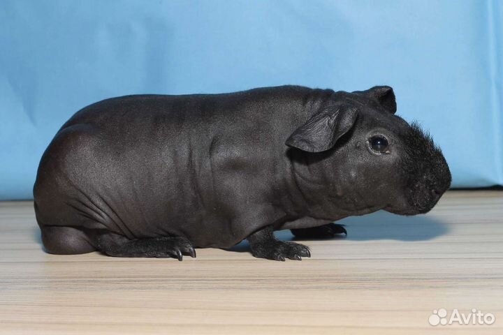 Другие животные