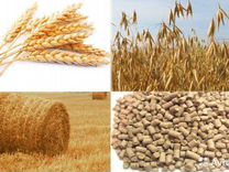 Пшеница, овёс, отруби и другое