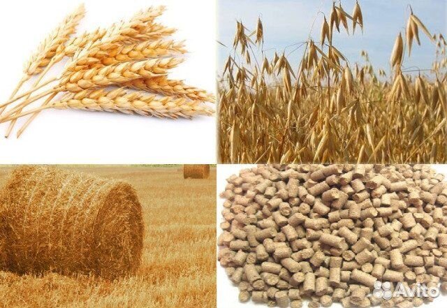 Пшеница, овёс, отруби и другое