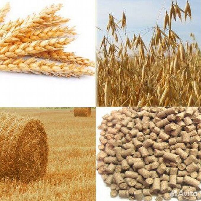 рожь горох. клевер и злаки комменсализм. горох с горчицей фото. рожь горох. рожь горох.