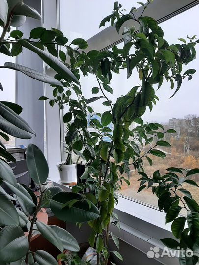 Мандариновое дерево