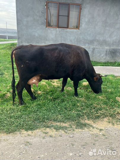 Корова дойная