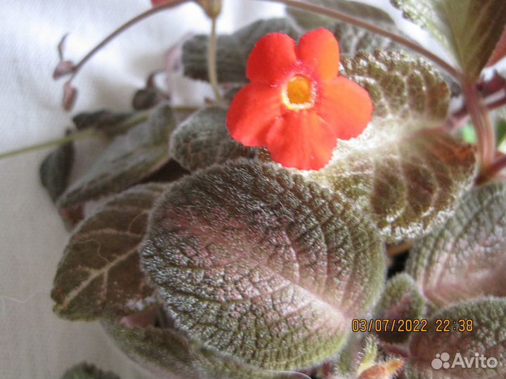 Коллекционные эписции