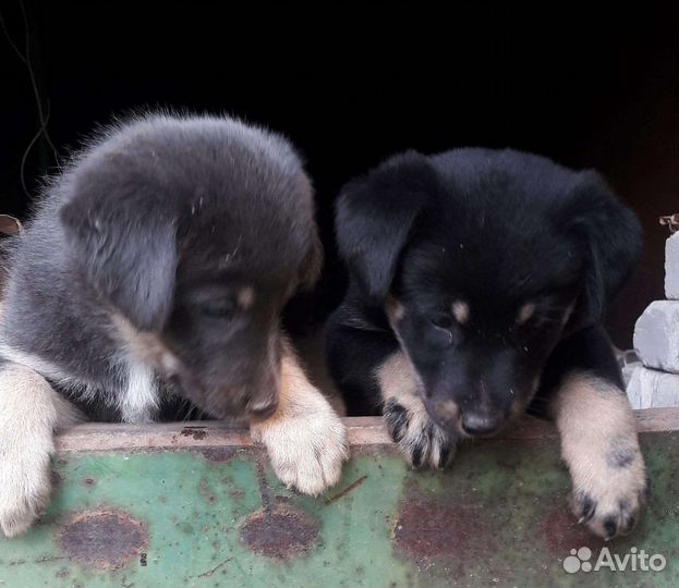 Щенки дворняги