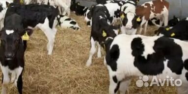 Телята бычки