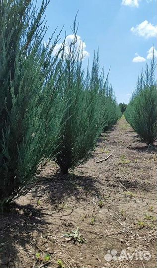 Можжевельник крупномер Blue Arow от производителя