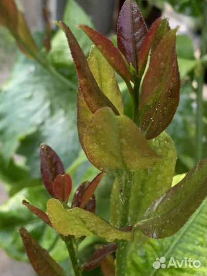 Лимон Каррубаро