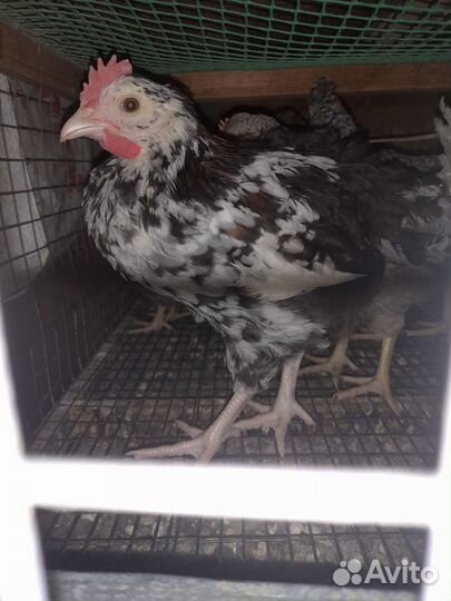 Амераукан петушки