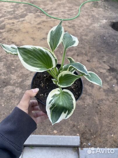 Хоста осталось 6 штук