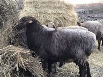 Овцы бараны курдючные