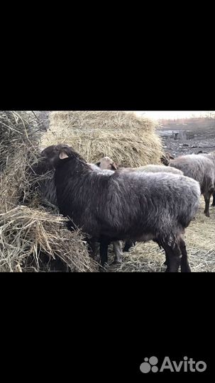 Овцы бараны курдючные