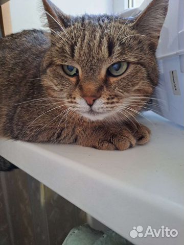Кошка стерилизованная в добрые руки