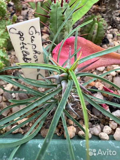 Эуфорбия (Euphorbia) - 1