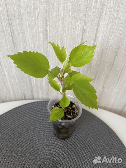 Гибискус сортовой / комнатный цветок