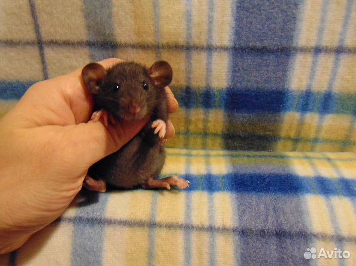 Крысы, крысята малыши - дамбо, стандарт, клетки