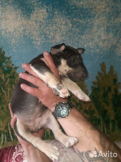 Стандартный бультерьер щенки