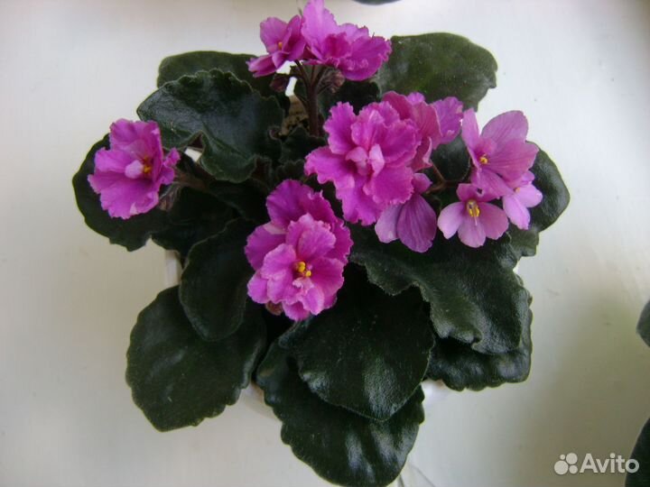 Комнатные цветы