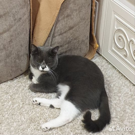 Британский кот