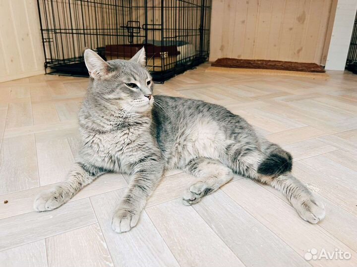 Красавец кот
