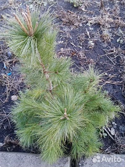 Молодые Кедры