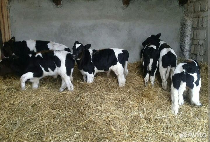 Бычки на откорм