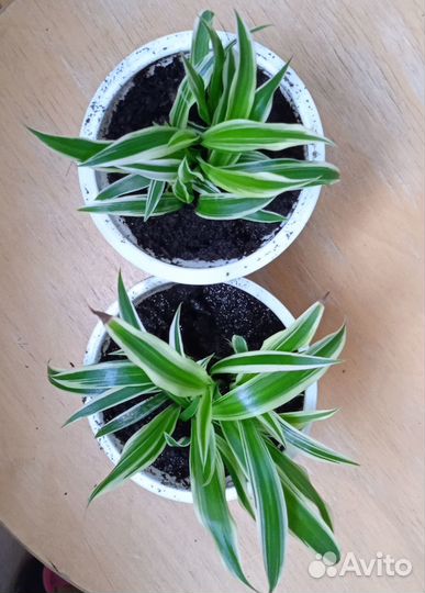 Хлорофитум