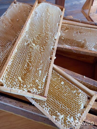 Продам сушь магазинную на 145мм