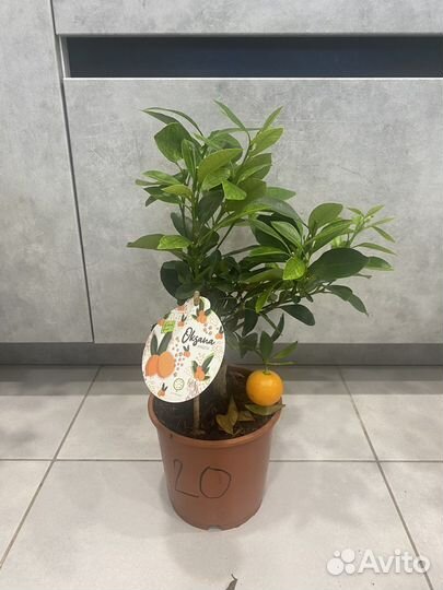 Мандариновое дерево