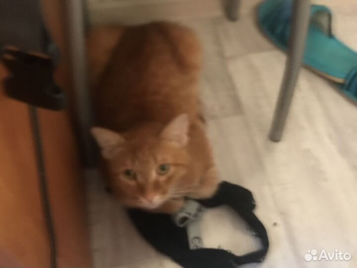 Отдам в добрые руки