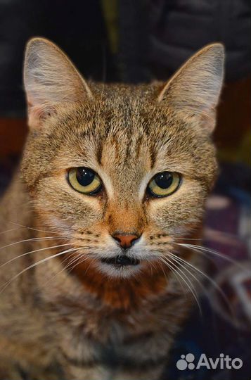 Ласкуша Милаша