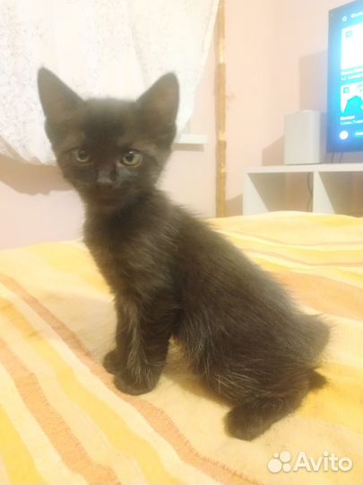 Котик