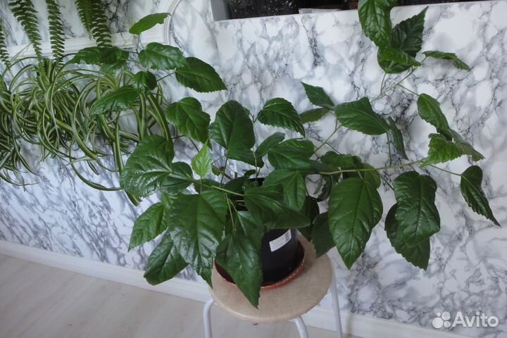 Роза китайская красная махровая гибискус