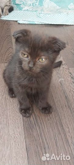 Котик бесплатно