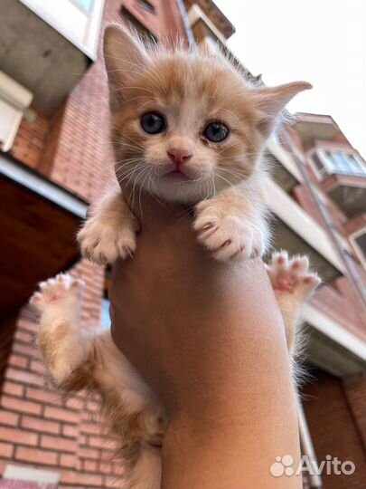 Рыжий котенок