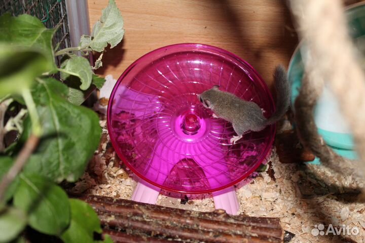 Бельчата африканской сони (цена за пару)