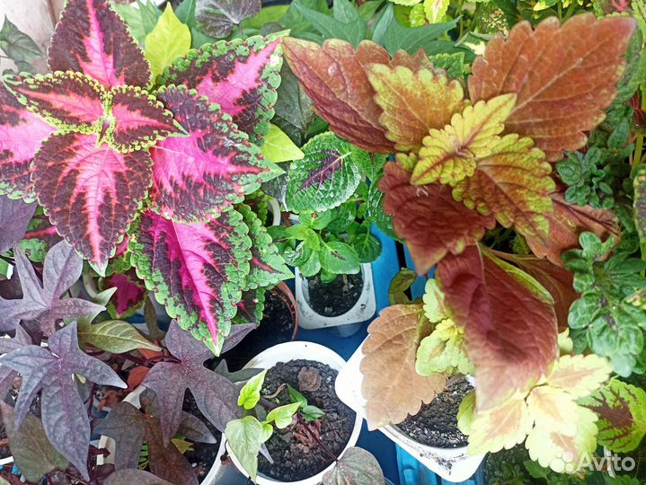 Колеус, ипомея