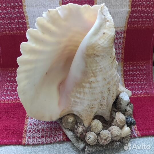 Композиция из ракушек и кораллов