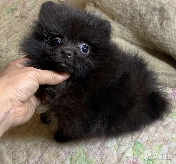 Цветные шпицы лиловые мерле пати колор