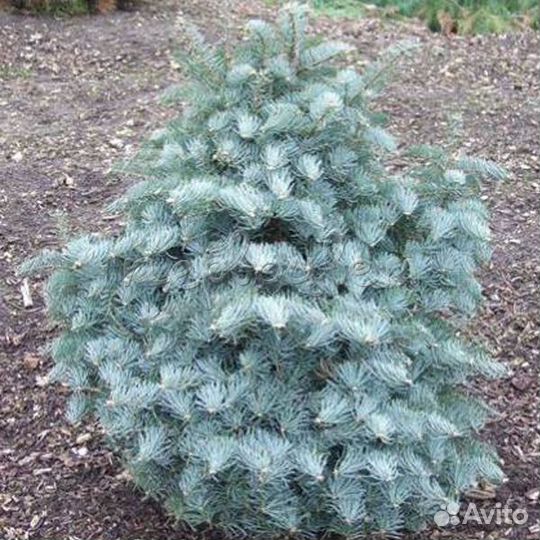 Пихта одноцветная Арчерс Дварф