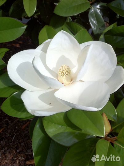 Магнолия вечнозеленая