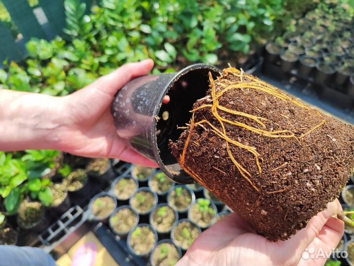 Лавровишня лекарственная - живая изгородь