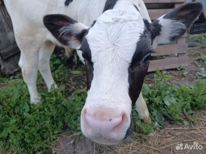 Продам теленка