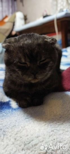 Шотландский кот вязка