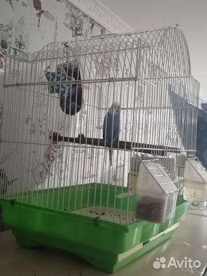 Волнистый попугай с клеткой