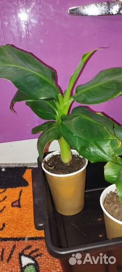 Комнатный банан