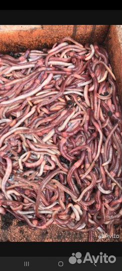 Черви для рыбалки дендробена