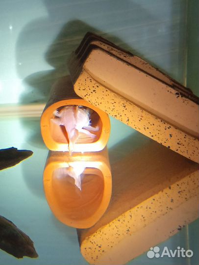 Анцитрусы разные