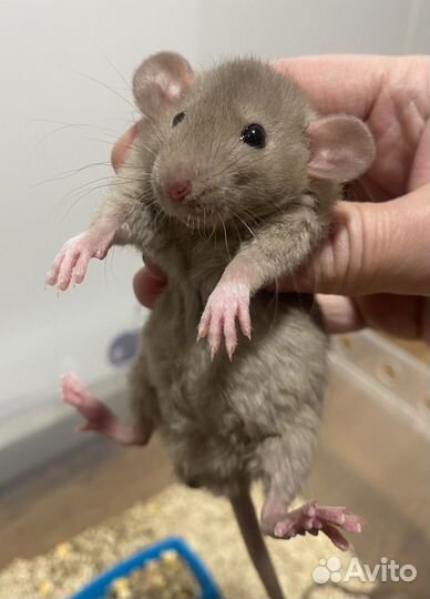 Крысята дамбо из питомника